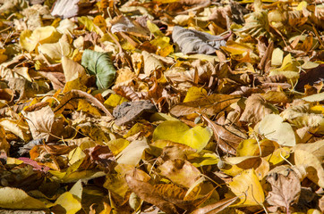 close-up of colorful autumn foliage on the ground