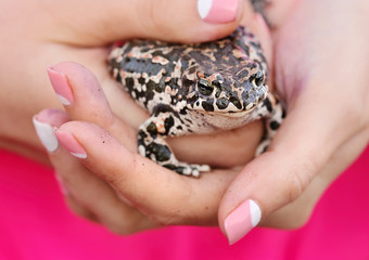 Cute frog on female hands
