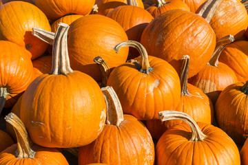 Pumpkins photos, royalty-free images, graphics, vectors & videos ...