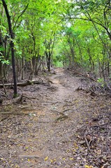 京都一周トレイル　西山コース　松尾山