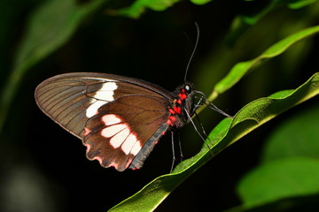 Exotischer Schmetterling