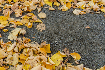 autumn leaves surrounding an empty space on the ground soil