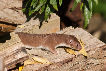 Mauswiesel (Mustela nivalis)