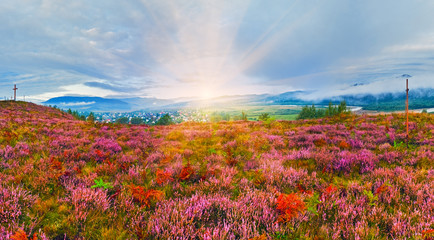 Fototapeta na wymiar September sunrise country foothills with heather flowers and woo