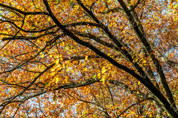 Herbst im Wald