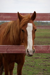 Naklejka premium Horse