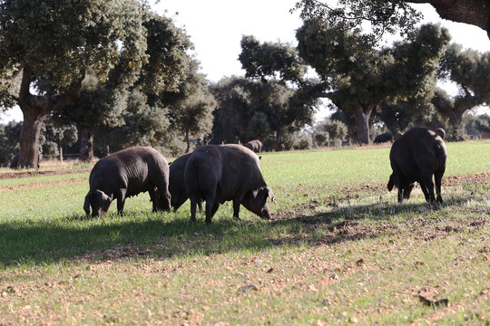 cerdos ibericos