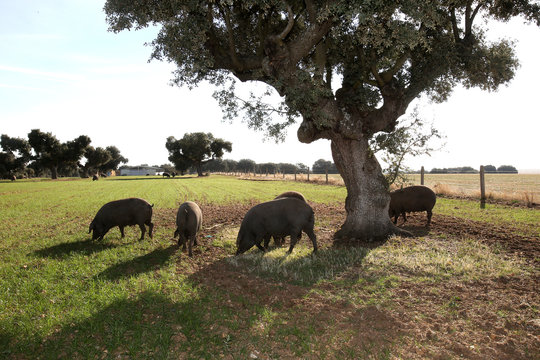 cerdos ibericos