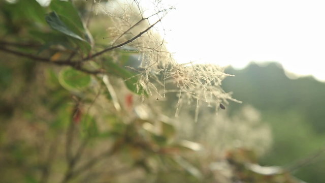Smoke tree in botanical gardens