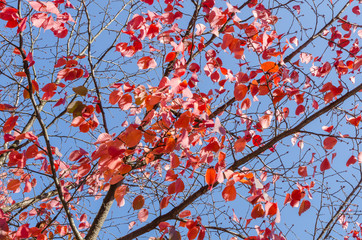 radiant red leaves on tree branches in front of a clear blue sky on a sunny autumn day 