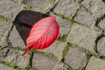 close-up of a single red leaf on a stone ground casting a shadow