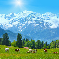 Fototapeta na wymiar Herd cows on glade and Mont Blanc mountain massif view