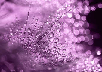 Beautiful dewdrops
