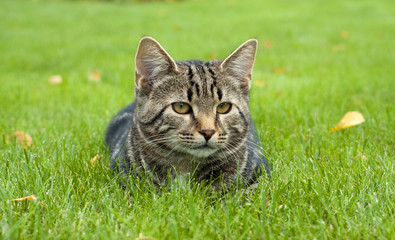 cat in the grass