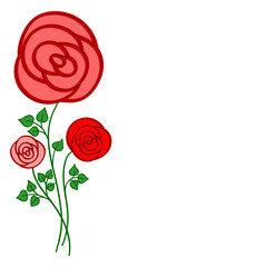 red roses on a white background