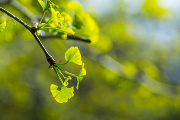 Fresh spring leaves