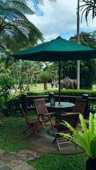 Cafe view to the park of elephants