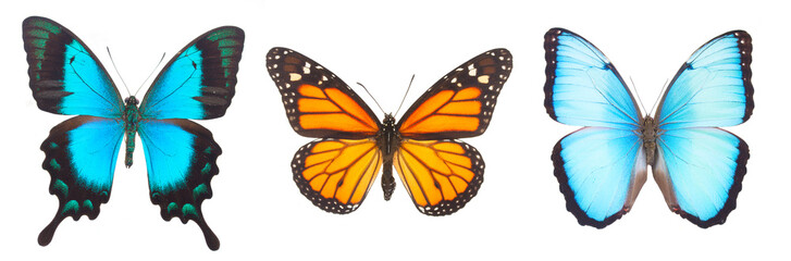 Blue morpho monarch and Sea Green Swallowtail butterflies 