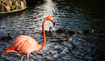 Red flamingo in water and group of ducks behind