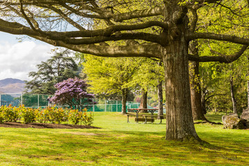 Fototapeta premium big tree in garden