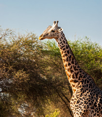 Giraffes in Tsavo East National Park, Kenya