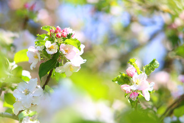 Blooming apple tree