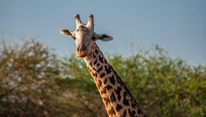Giraffes in Tsavo East National Park, Kenya