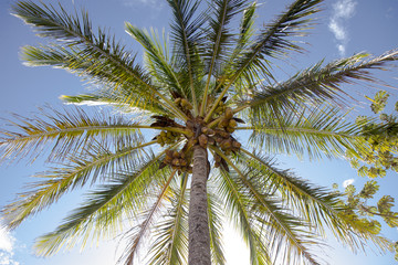 Fototapeta na wymiar Coconut tree under blue sky