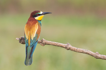 Bee eater
