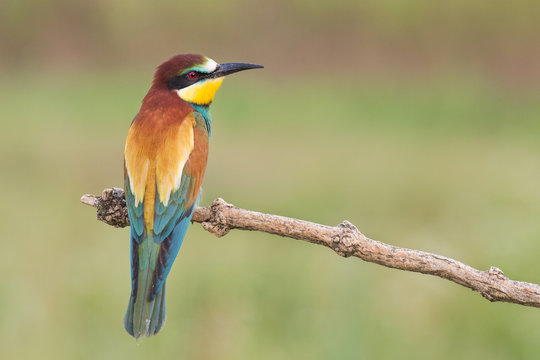 Bee Eater