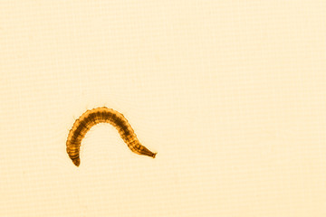 Close up of mosquito larvae with orange lighted background