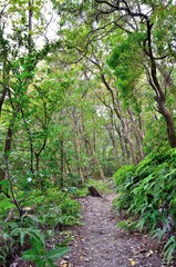 京都一周トレイル　西山コース　松尾山