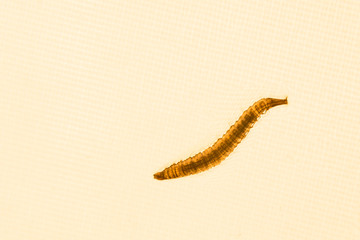Close up of mosquito larvae with orange lighted background