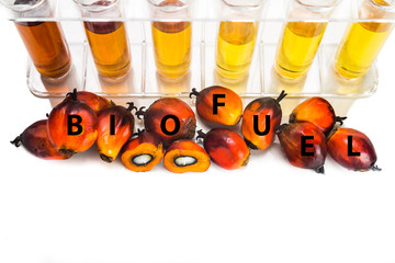 Oil palm biodiesel with test tubes and the word BIOFUEL