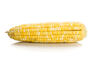 Fresh corn maize cob with kernel seeds without husk