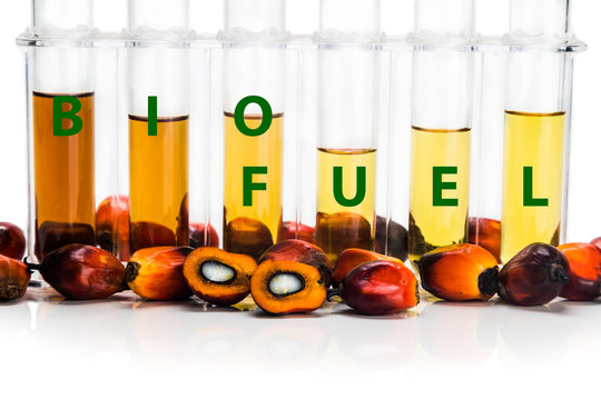 Oil palm derived biodiesel in test tubes and BIOFUEL word