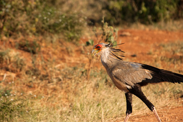 Secretary bird in Tsavo East National Park, Kenya