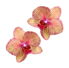orchid, beautiful yellow purple flowers on white background