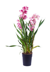 Fototapeta na wymiar Orchid in flowerpot on white background