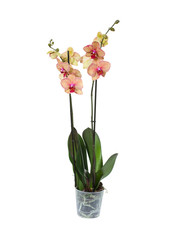 Orchid in flowerpot on white background