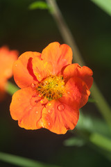 small orange flower