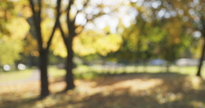 blurred background of autumn park