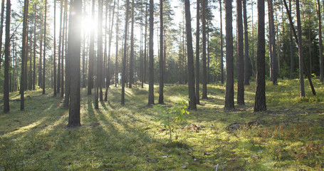 sunset in pine forest in summer