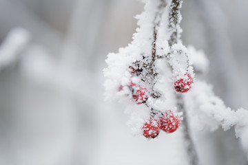 rowanberries covered with snow frost