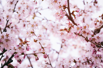 Obraz premium sakura flowers in bloom