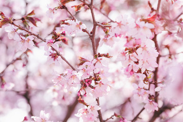 sakura flowers in bloom