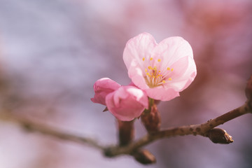 sakura flowers in bloom