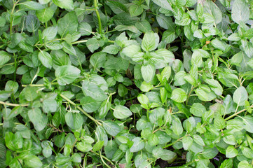 mint leaves