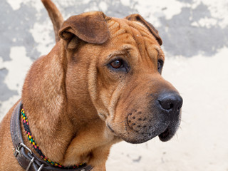 Sad brown rescue dog, wants new home.