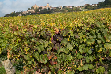 Les vignes à l ' automne , Beaujolais , rhône